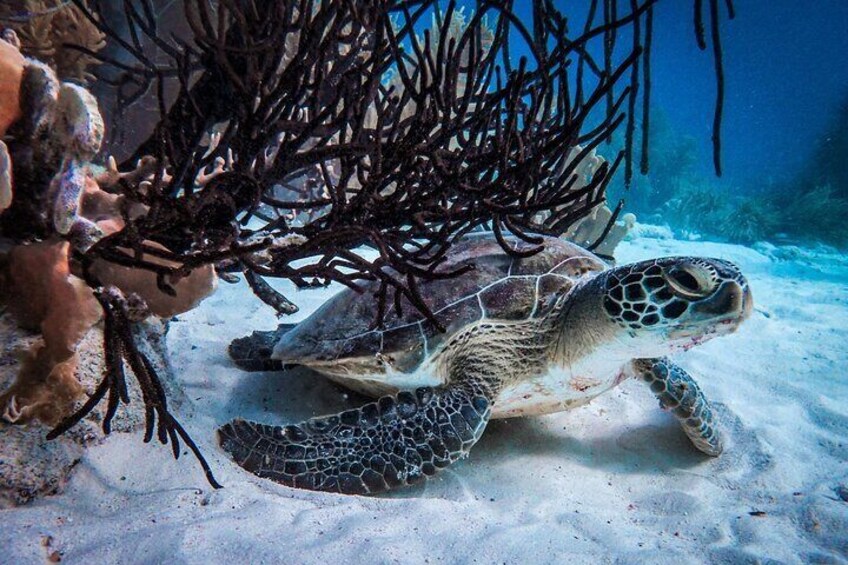 Explore the Beautiful Underwater World: Private Snorkeling in Bonaire