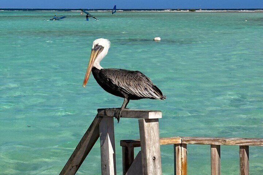 Private Snorkeling Tour Bonaire