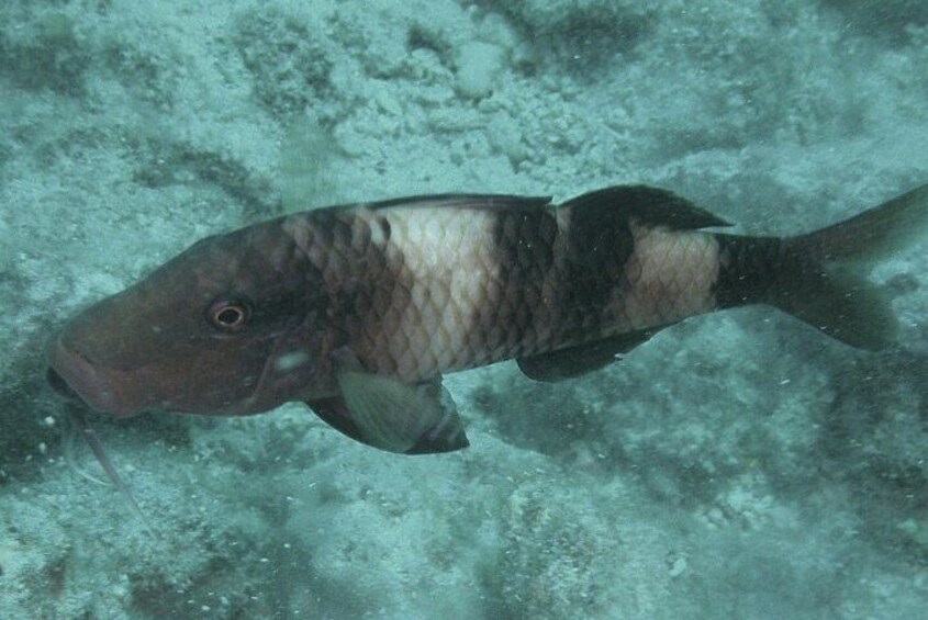 Waikiki Snorkeling. Free Pictures and Video! Shallow