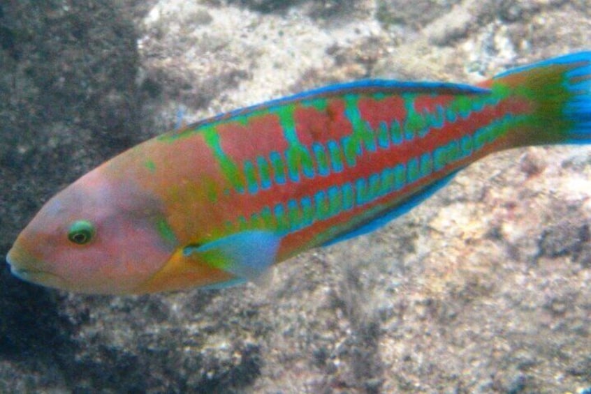 Waikiki Snorkeling. Free Pictures and Video! Shallow