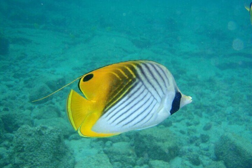 Waikiki Fun Snorkel Many Fish