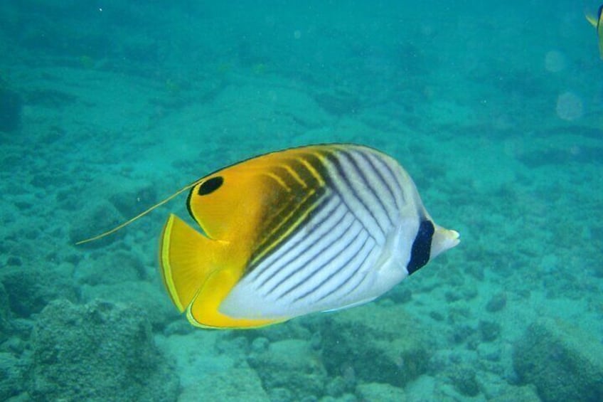 Waikiki Fun Snorkel Many Fish
