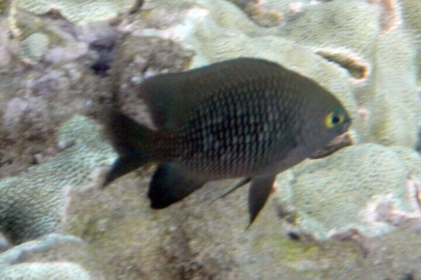 Waikiki Snorkeling. Free Pictures and Video! Shallow