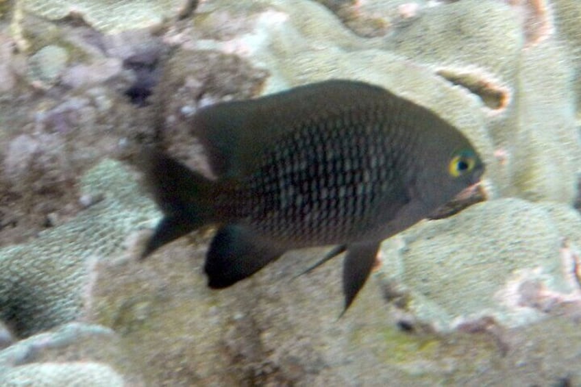 Waikiki Snorkeling. Free Pictures and Video! Shallow