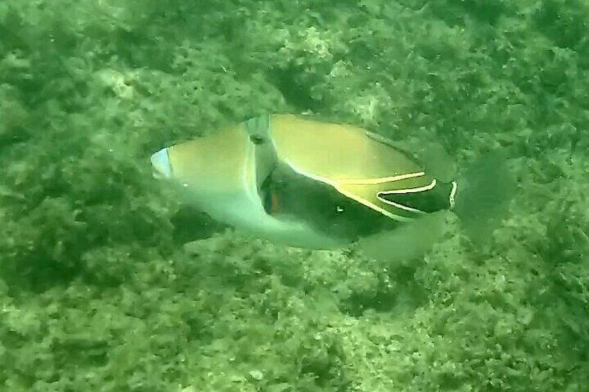 Waikiki Snorkeling. Free Pictures and Video! Shallow