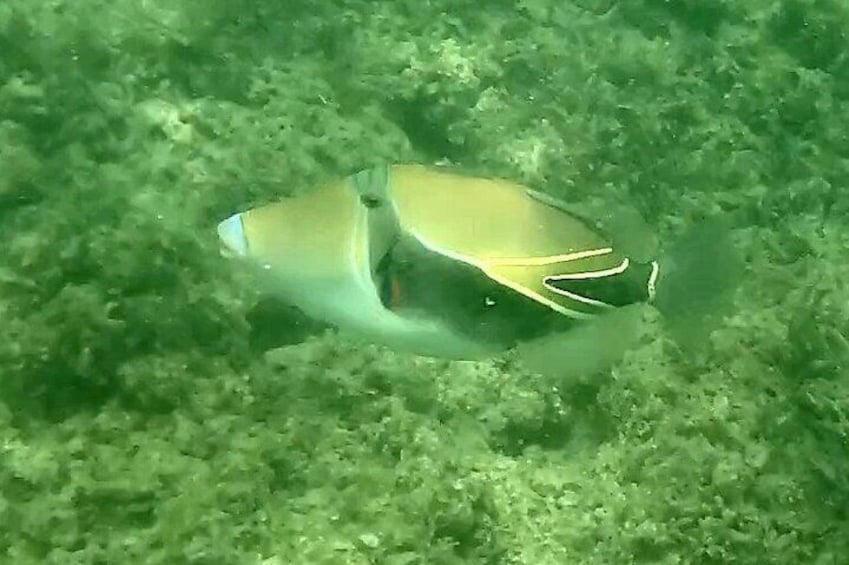 Waikiki Snorkeling. Free Pictures and Video! Shallow