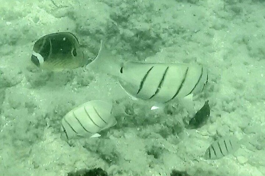 Waikiki Snorkeling. Free Pictures and Video! Shallow