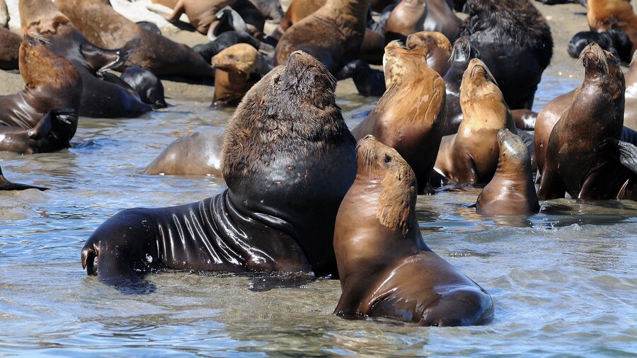 Sea Lions at Punta Loma