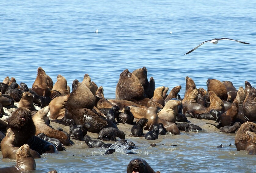 Puerto Madryn City Tour & Sea Lions at Punta Loma