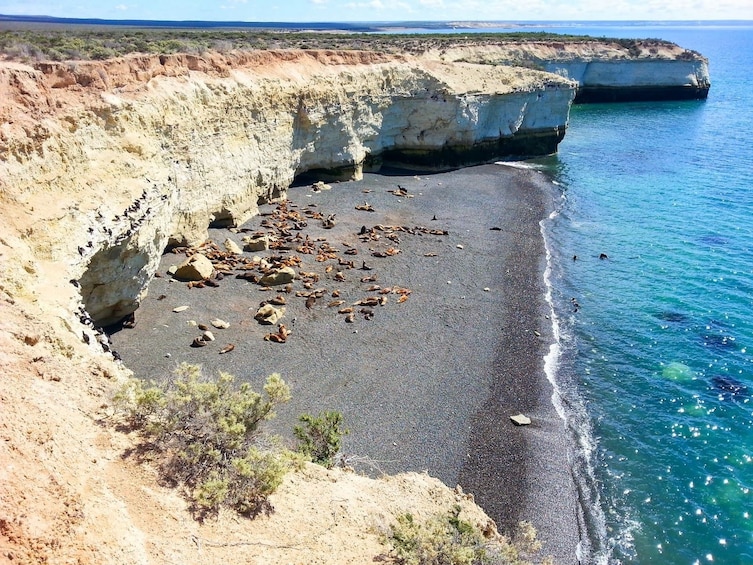 Sea Lions at Punta Loma