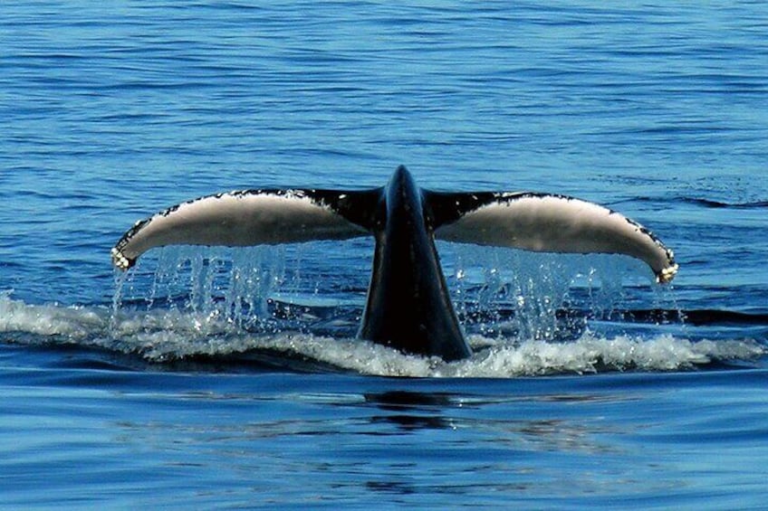 Tail fluke