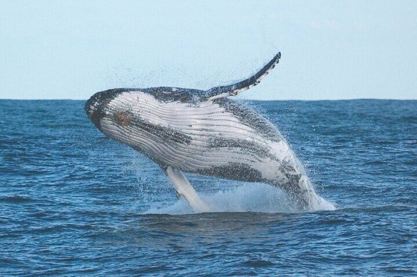 Majestic whales