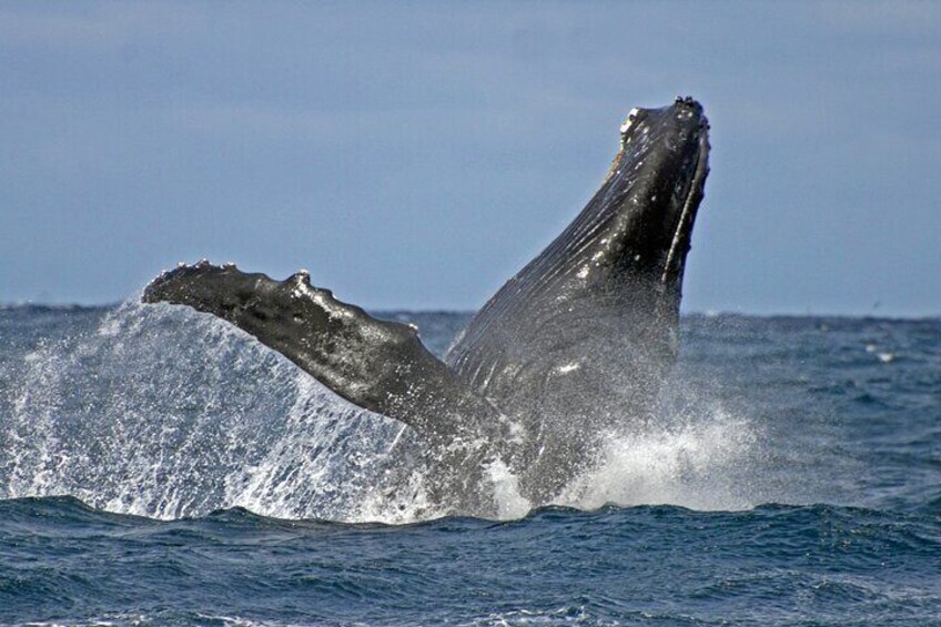 Breaching