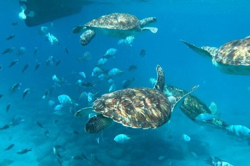 São Vicente: Snorkel Experience with Sea Turtle