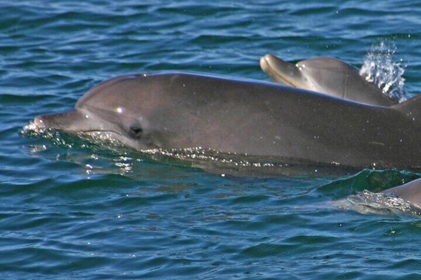 Local dolphins