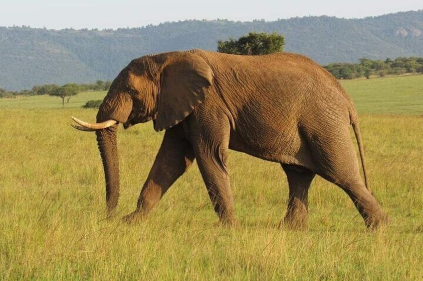 Day Tour To Amboseli National Park from Nairobi