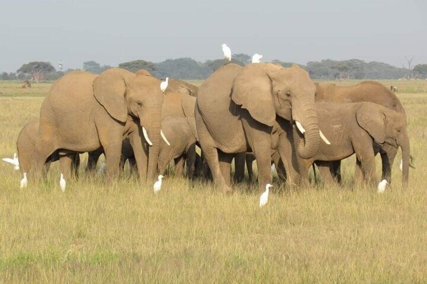 Day Tour To Amboseli National Park from Nairobi