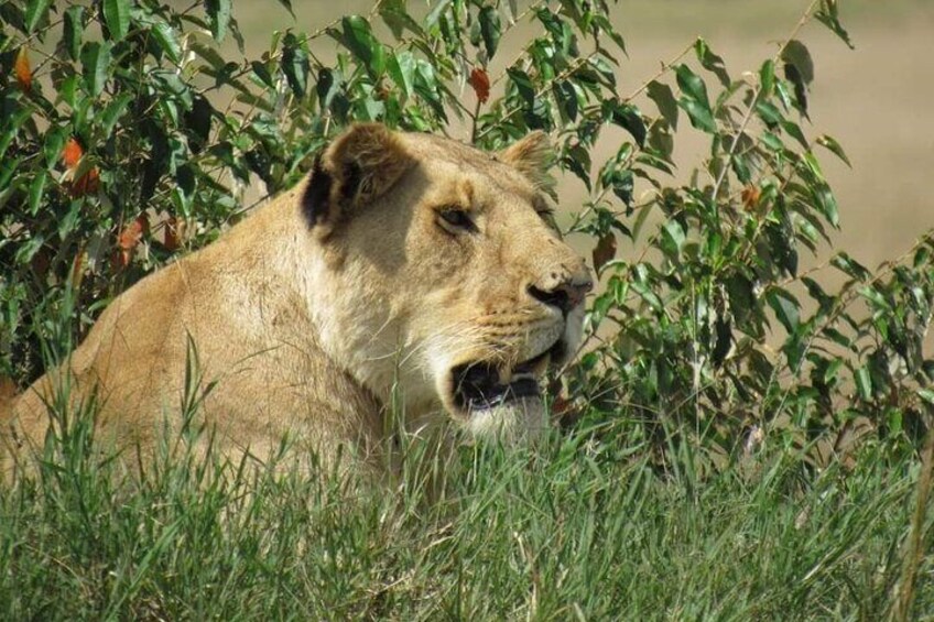 Day Tour To Amboseli National Park from Nairobi