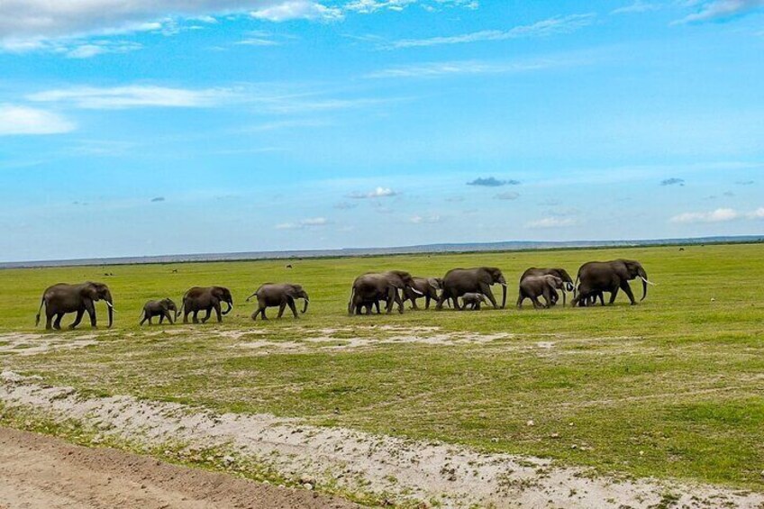 Day Tour To Amboseli National Park from Nairobi