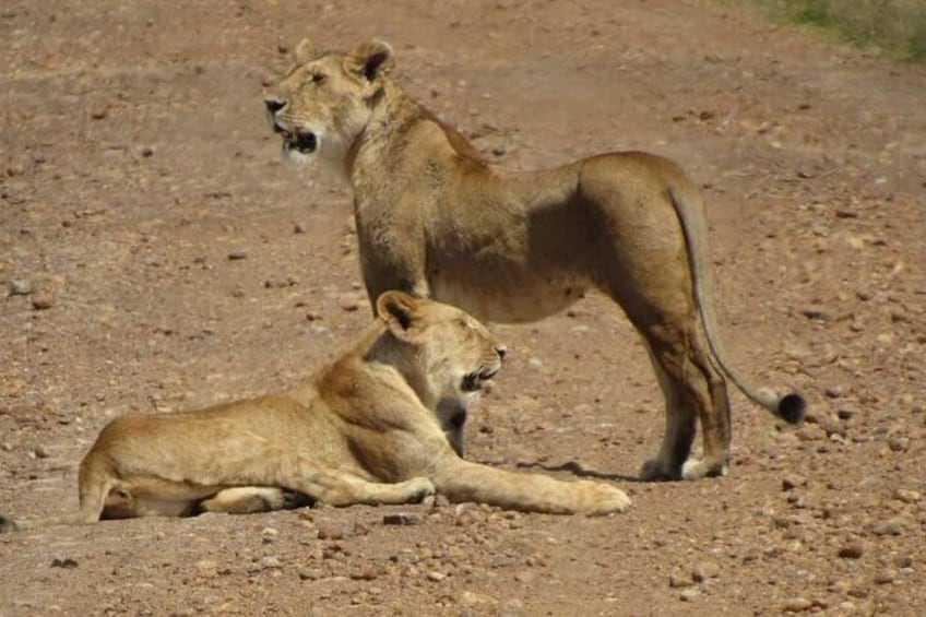 Day Tour To Amboseli National Park from Nairobi