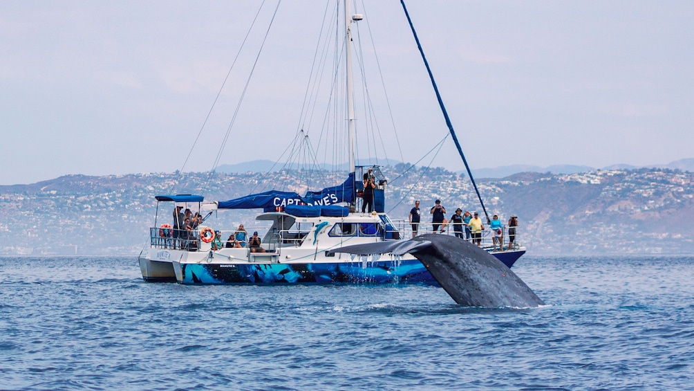 Dolphin & Whale Watching Eco-Safari with Underwater Viewing
