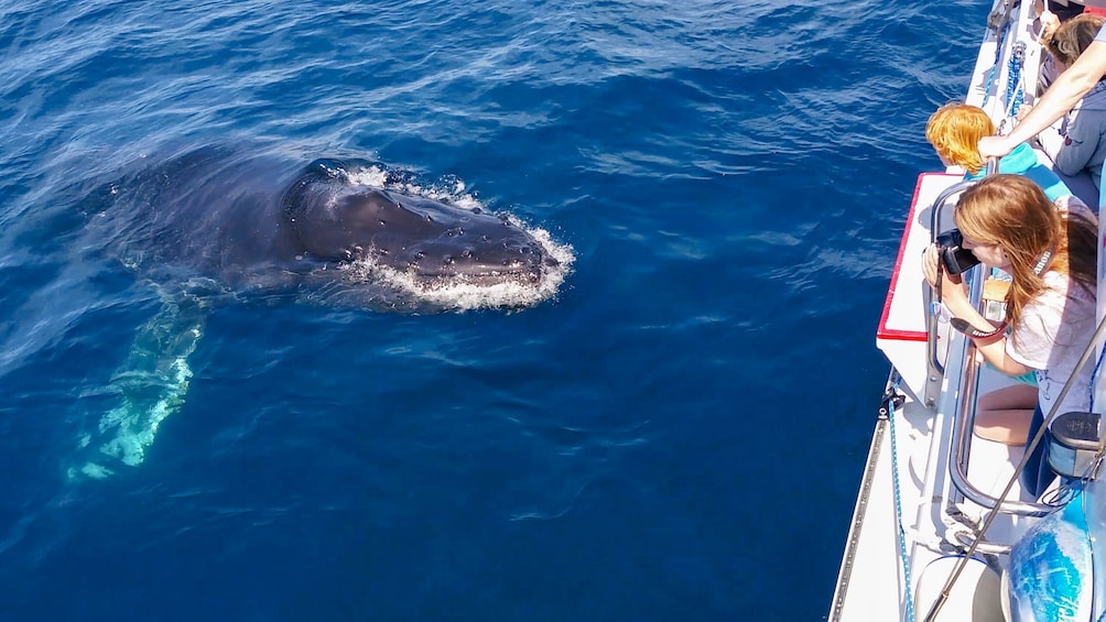 Dolphin & Whale Watching Eco-Safari with Underwater Viewing
