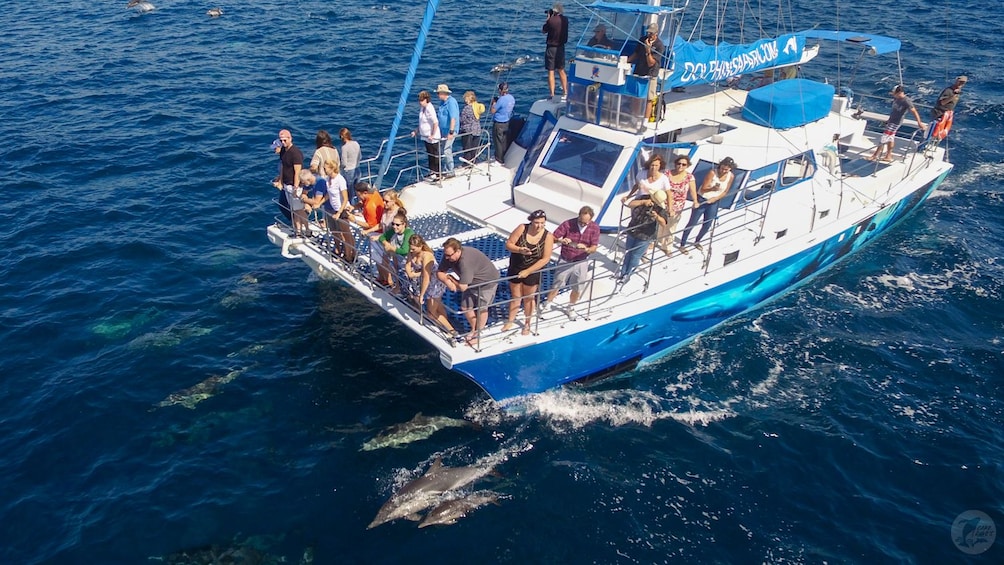 Dolphin & Whale Watching Eco-Safari with Underwater Viewing