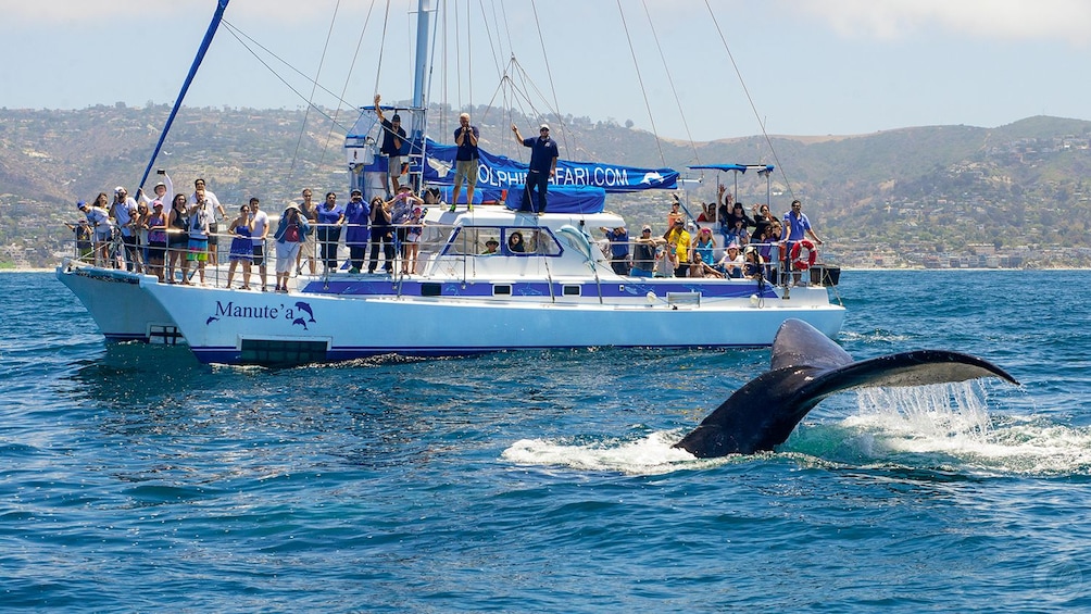 Dolphin & Whale Watching Eco-Safari with Underwater Viewing