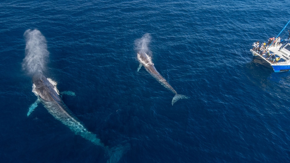 Dolphin & Whale Watching Eco-Safari with Underwater Viewing