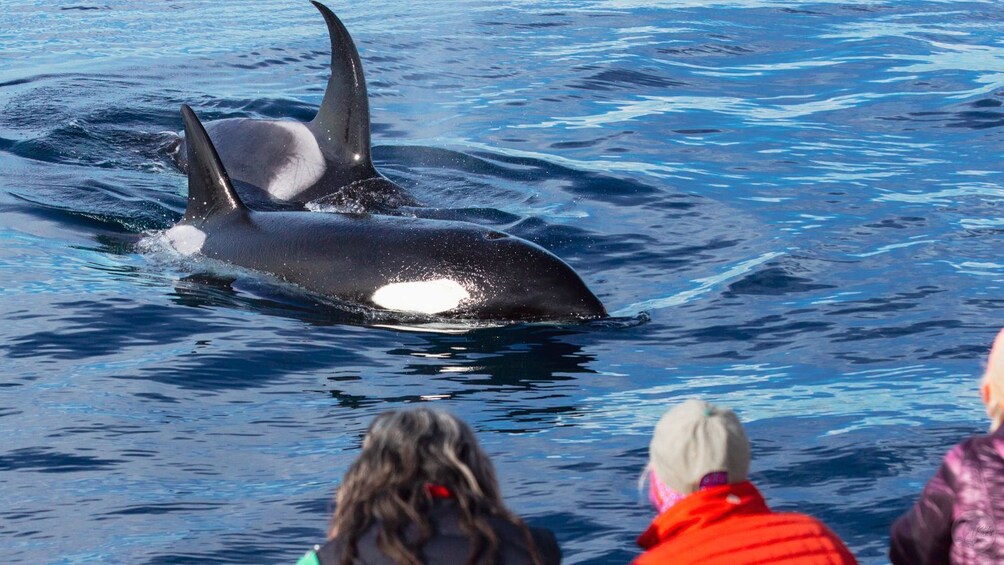 Dolphin & Whale Watching Eco-Safari with Underwater Viewing