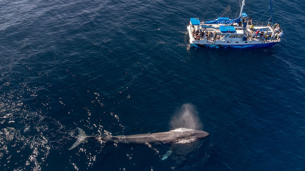 Dolphin & Whale Watching Eco-Safari with Underwater Viewing