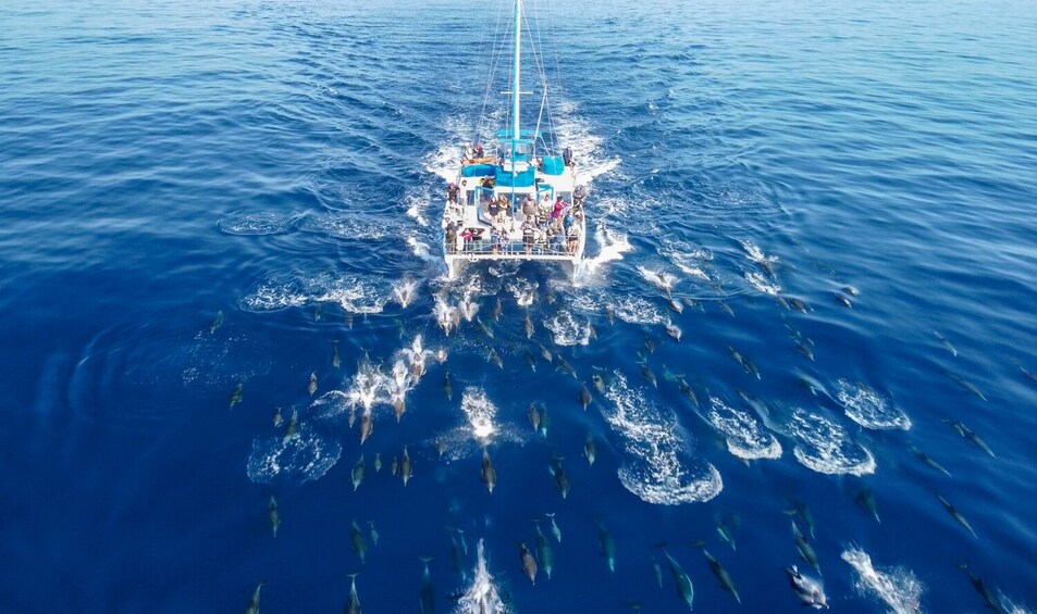 Dolphin & Whale Watching Eco-Safari with Underwater Viewing