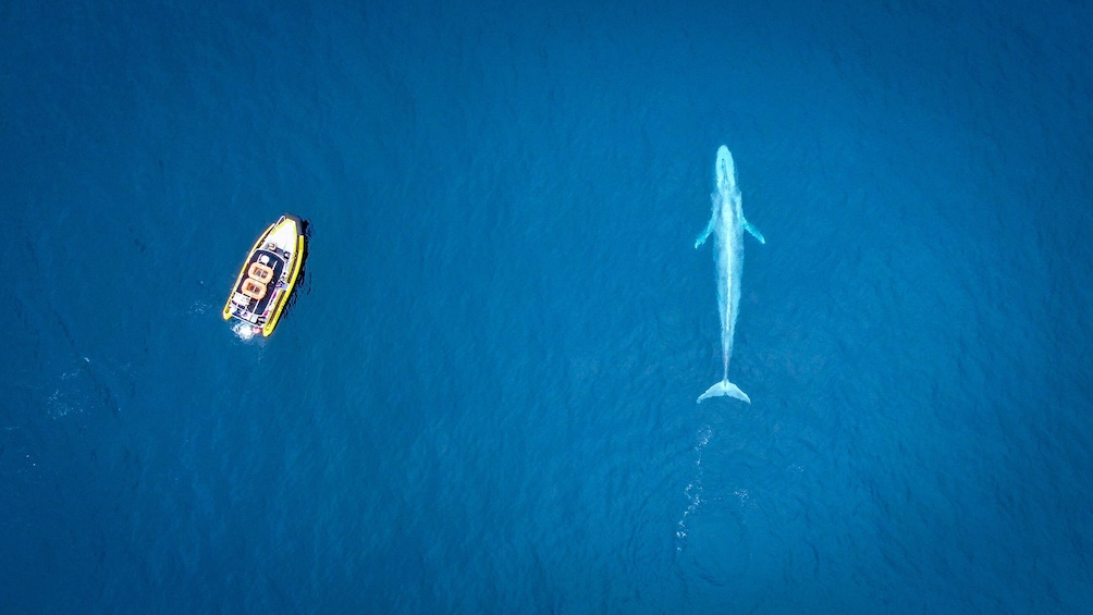 High Speed Zodiac Whale Watching Safari from Dana Point