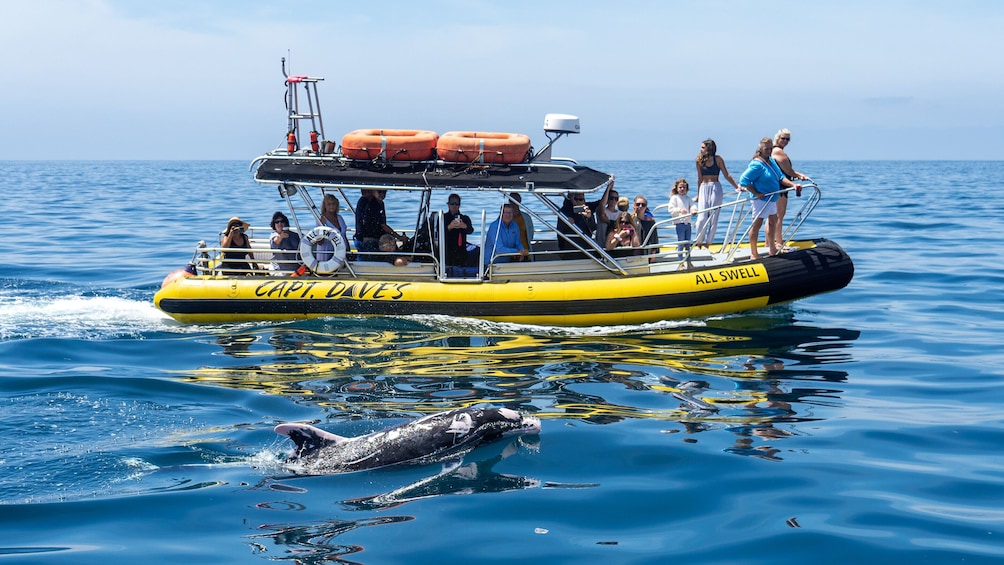 High Speed Zodiac Whale Watching Safari from Dana Point
