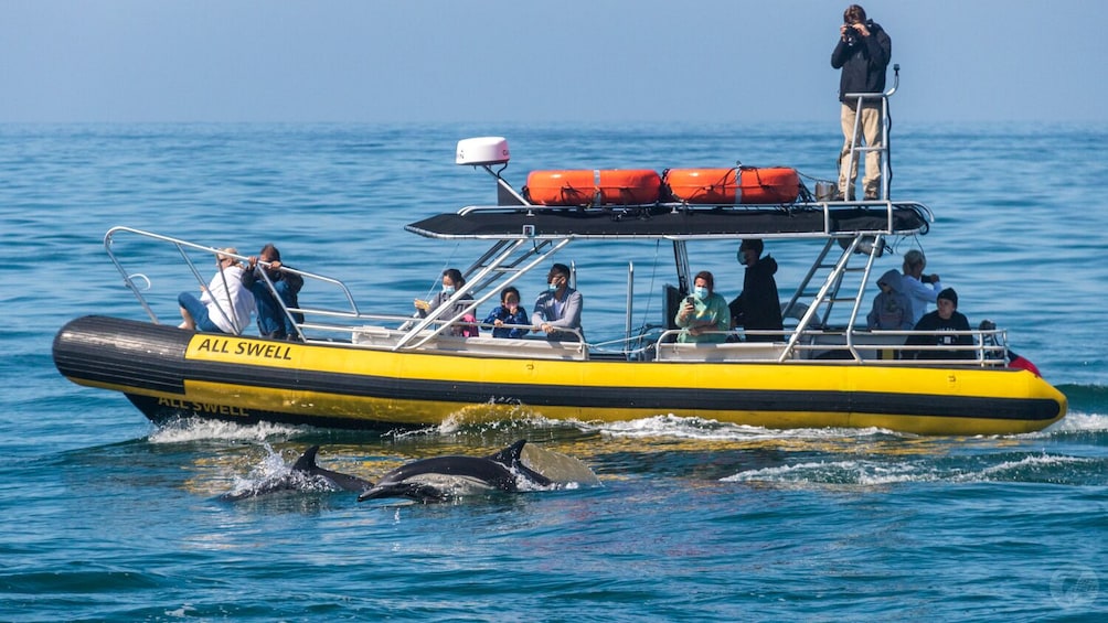 High Speed Zodiac Whale Watching Safari from Dana Point