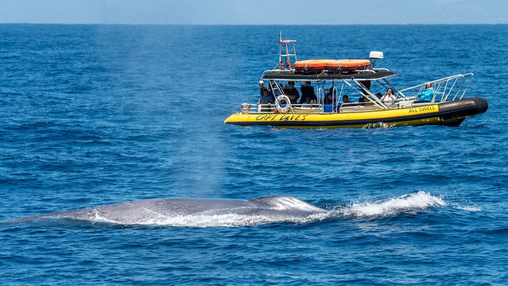 High Speed Zodiac Whale Watching Safari from Dana Point