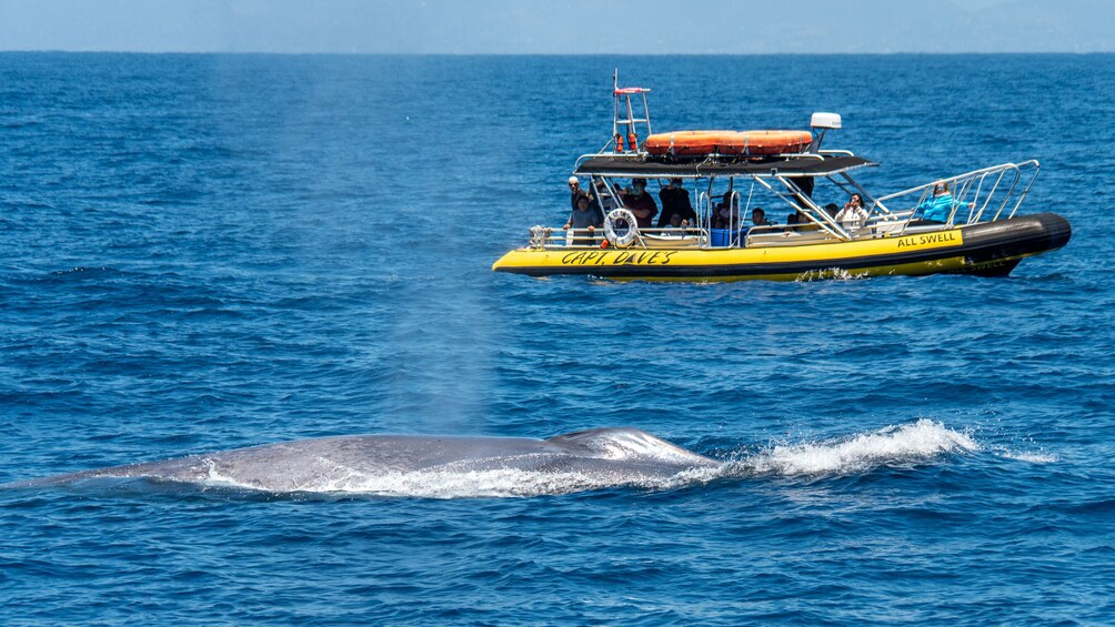 High Speed Zodiac Whale Watching Safari from Dana Point