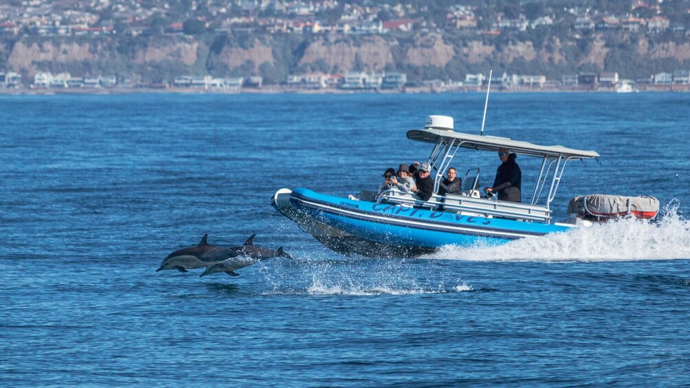 High Speed Zodiac Whale Watching Safari from Dana Point