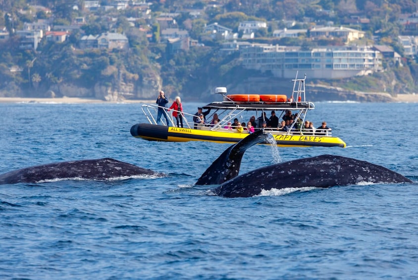 High Speed Zodiac Whale Watching Safari from Dana Point