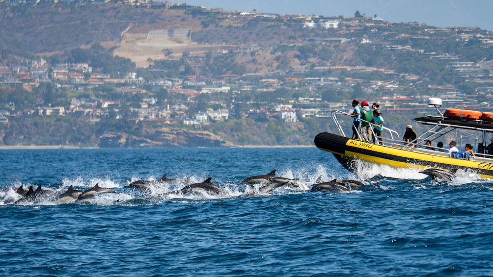 High Speed Zodiac Whale Watching Safari from Dana Point
