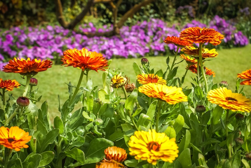 Show item 5 of 8. Devonshire Tea & Self Guided Garden Tour