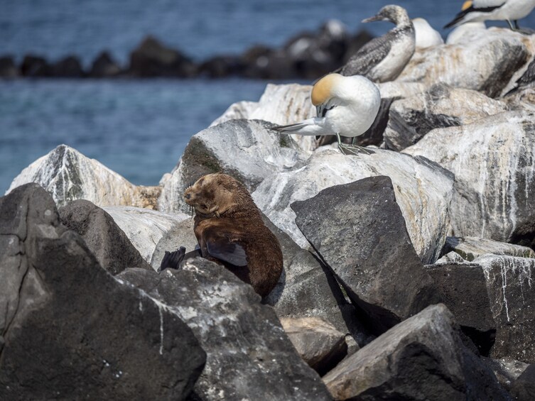 Winter Wildlife Sightseeing Tour