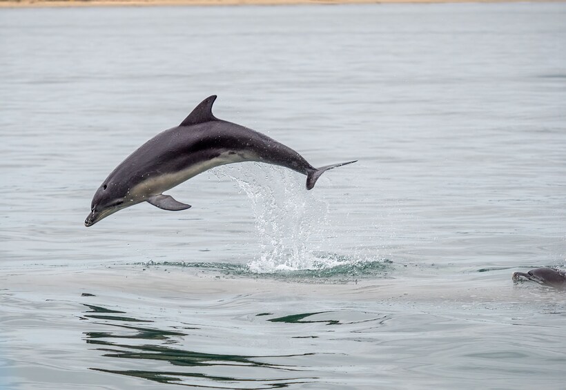 Winter Wildlife Sightseeing Tour