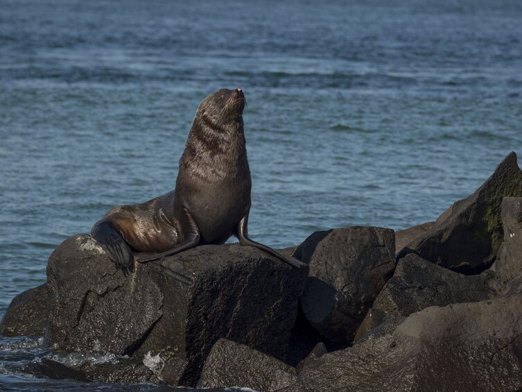 Winter Wildlife Sightseeing Tour