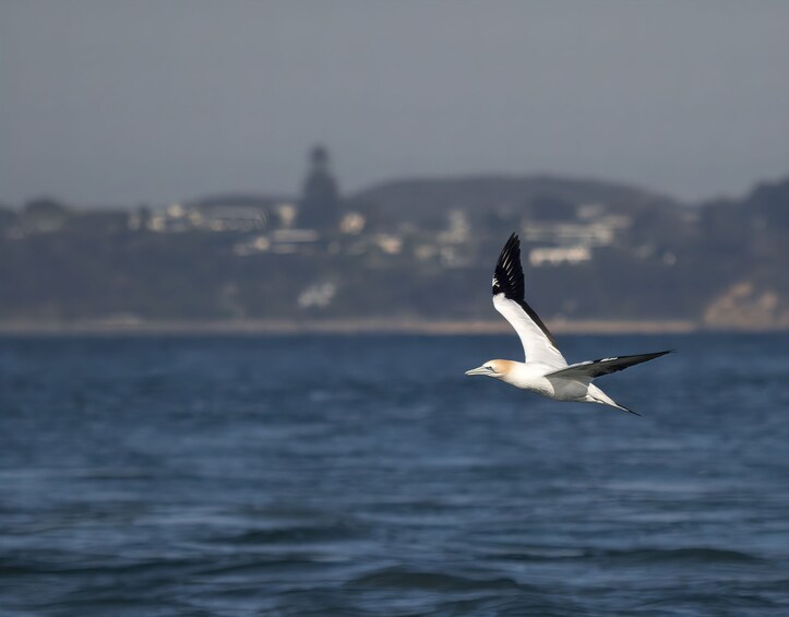 Winter Wildlife Sightseeing Tour