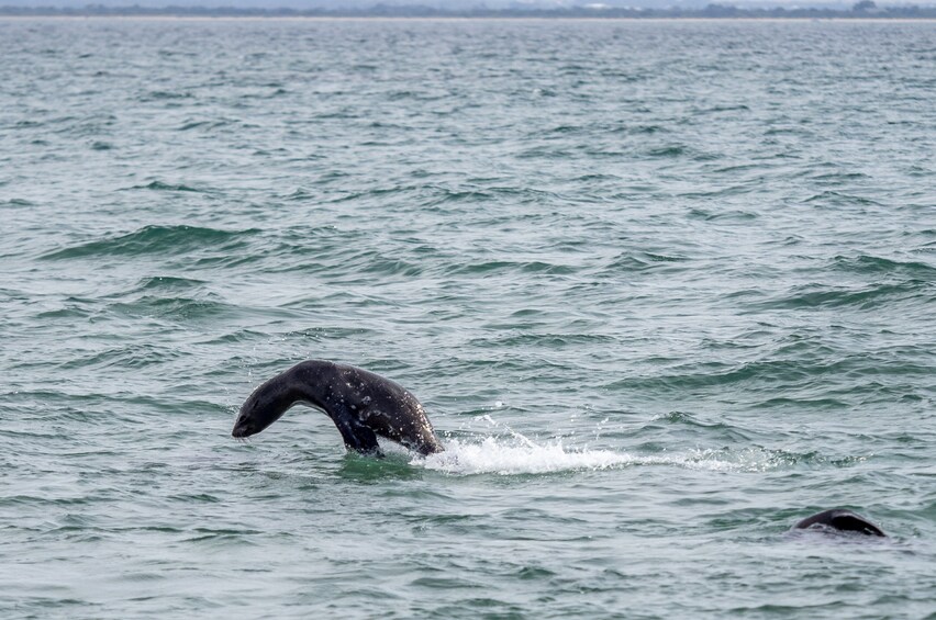 Winter Wildlife Sightseeing Tour