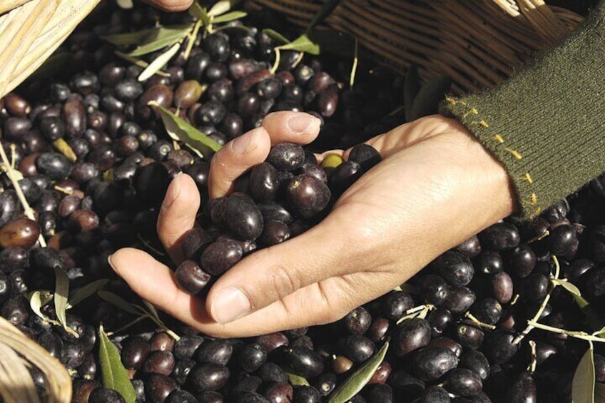 Olive Oil Tour in Portugal