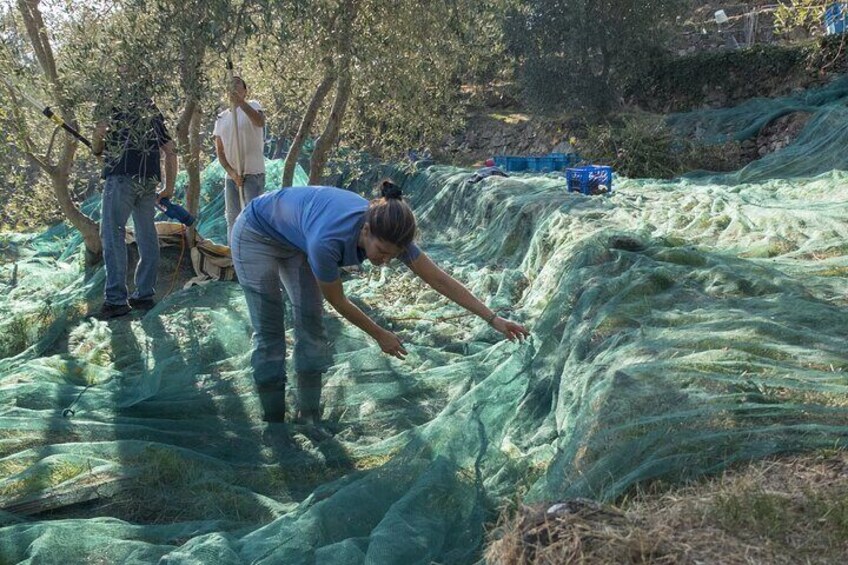 Olive Oil Tour in Portugal