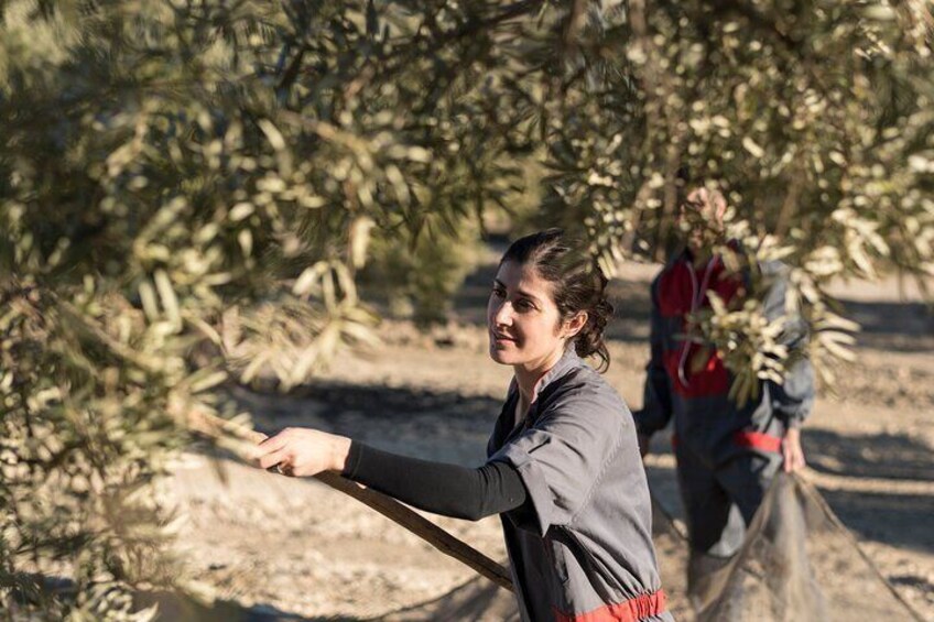 Olive Oil Tour in Portugal