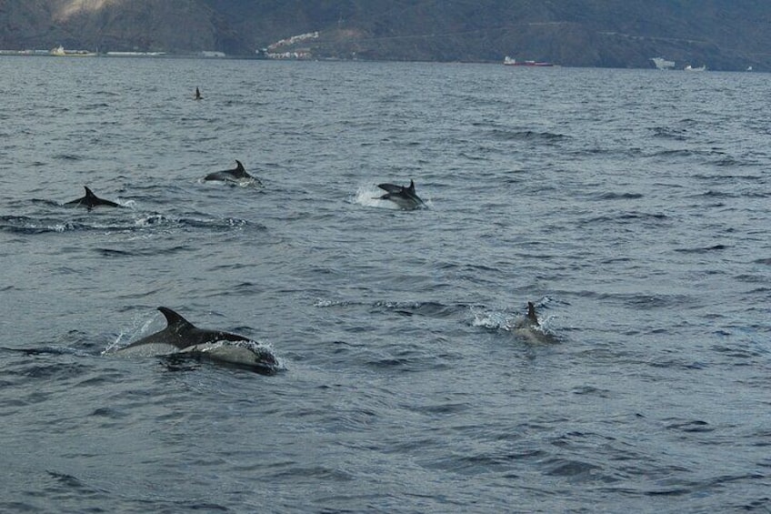 3-Hour Sailboat Excursion with Snorkeling